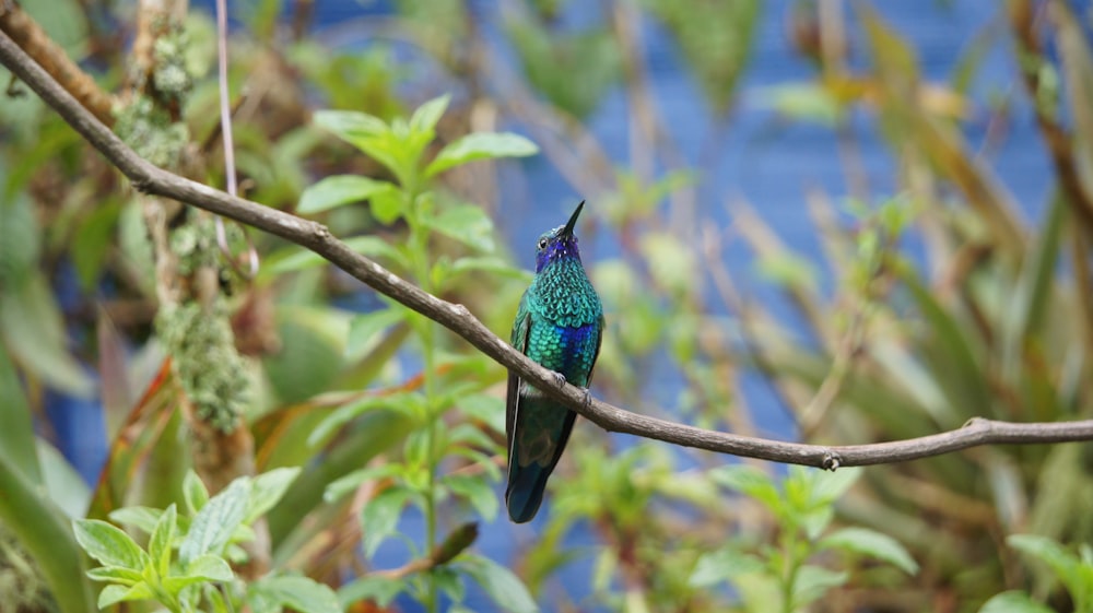 Un uccello colorato seduto su un ramo dell'albero