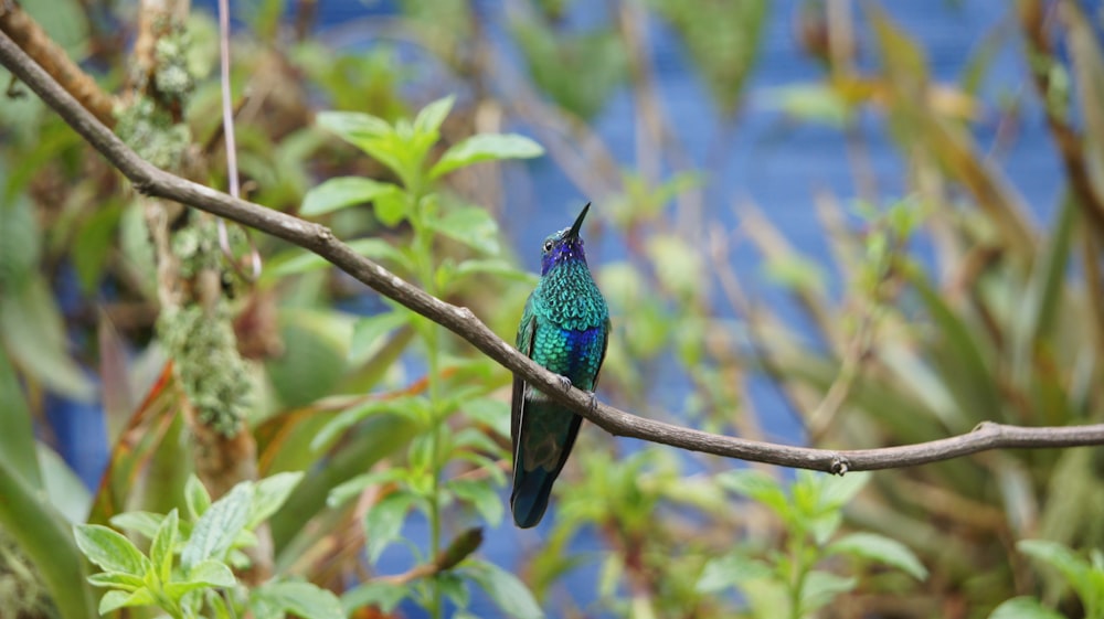 a colorful bird sitting on a tree branch