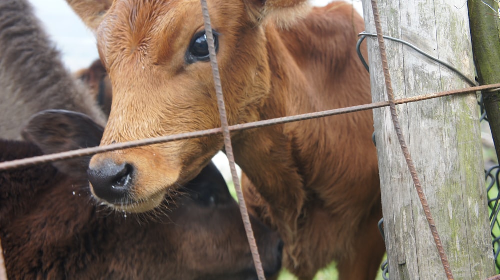 a brown cow standing next to a wooden fence