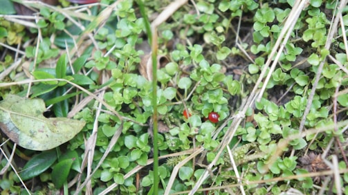 Small green plants with round leaves are growing among dried grass and leaf litter. Scattered throughout are tiny red berries or fruits, adding a touch of color to the predominantly green scene.