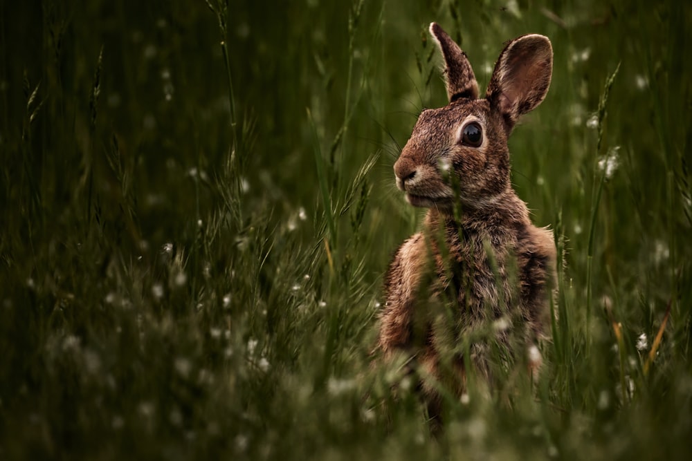 a brown rabbit sitting in a field of tall grass
