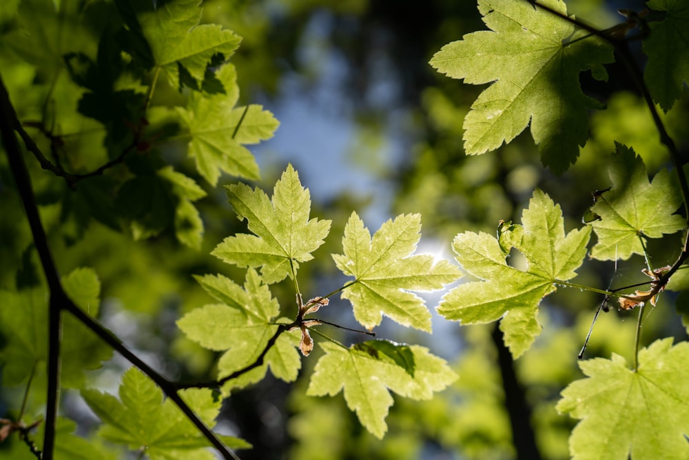 a close up of a leafy tree with a blue sky in the background