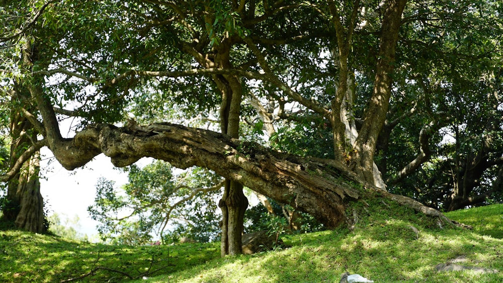 a very large tree that is in the grass