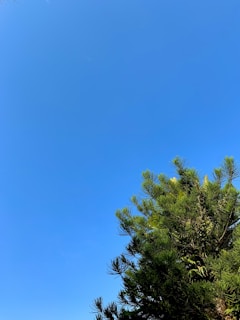A freshly pruned pine tree standing tall with clear blue sky in the background