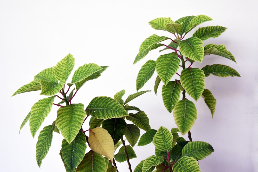 Una planta con hojas verdes sobre un fondo blanco