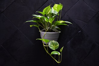 a potted plant with green leaves on a black background