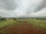 A wide shot of cultivated land stretching towards a horizon with gentle hills