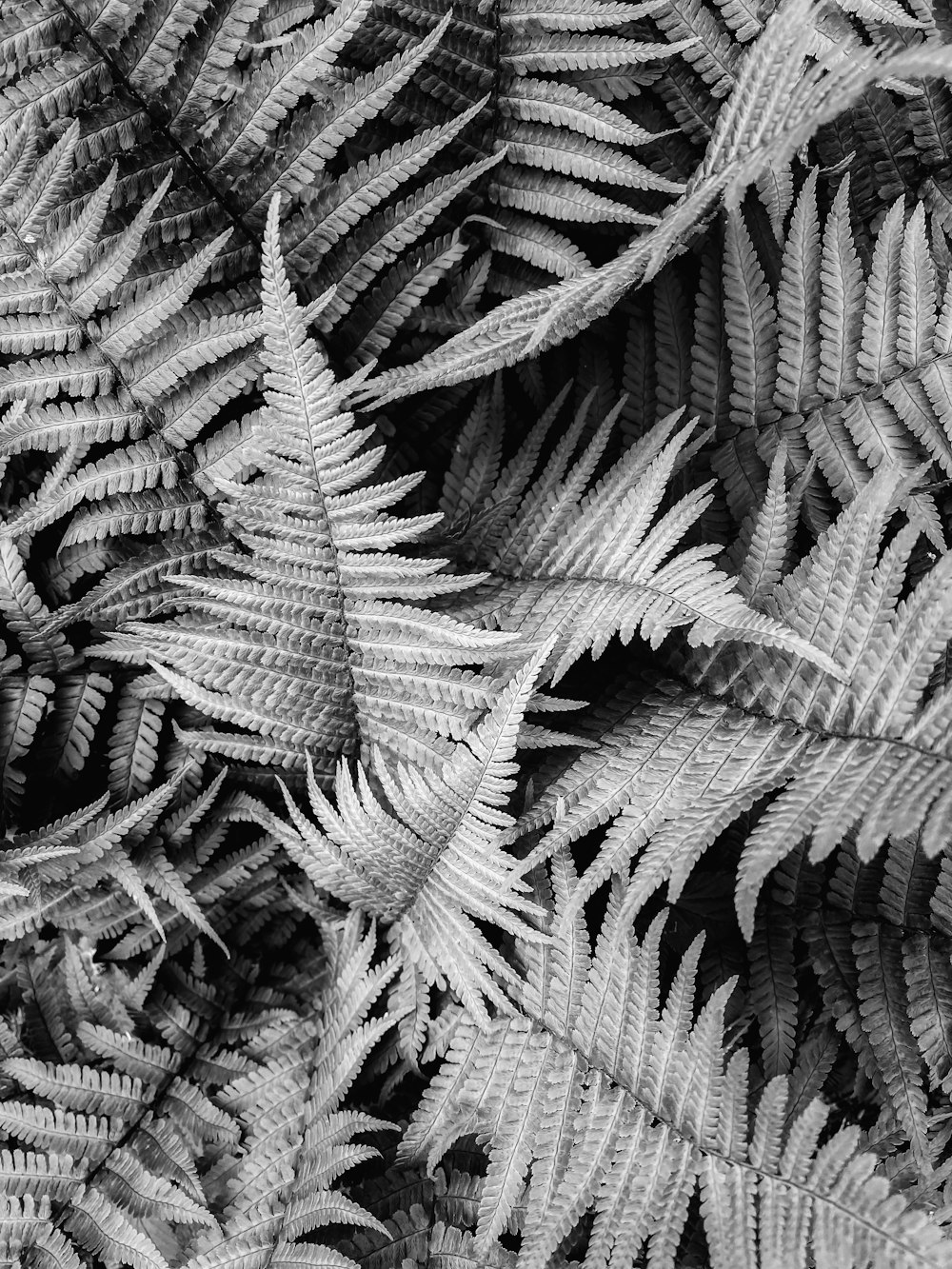black and white photograph of fern leaves