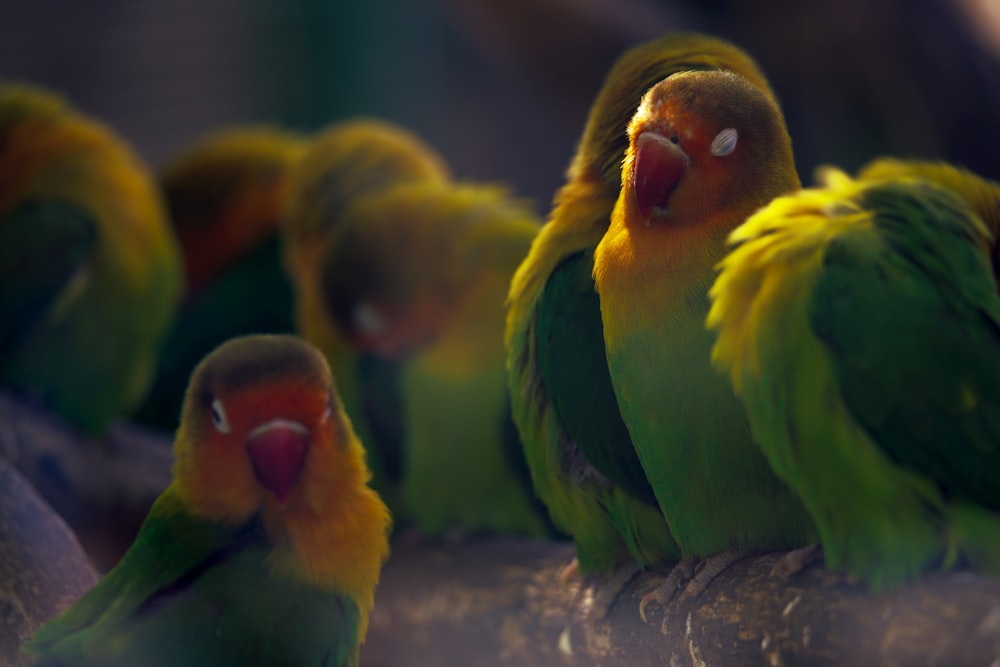 a group of colorful birds sitting on top of a tree branch