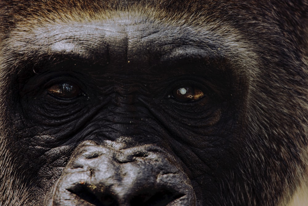 a close up of a monkey's face with a blurry background