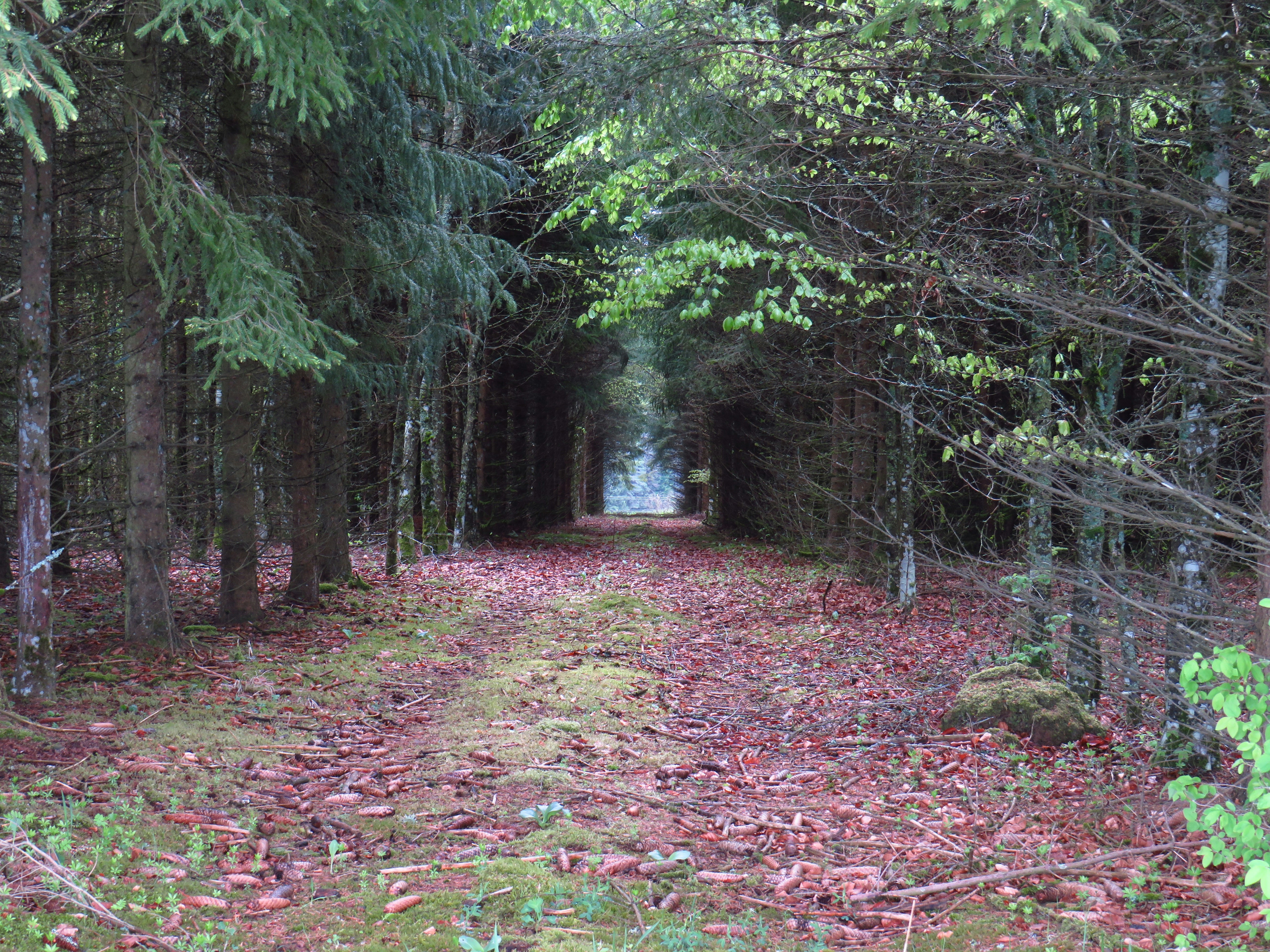 a dirt road surrounded by trees and leaves