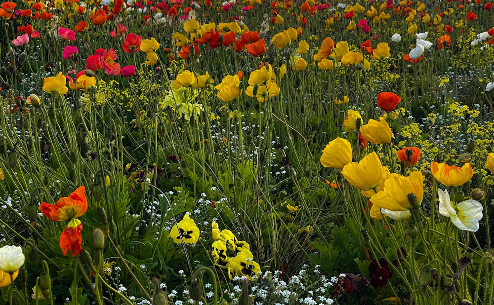 a field full of colorful flowers next to a forest