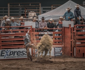 A dynamic rodeo scene captures a bull charging against a rider shown in mid-fall, surrounded by spectators and other participants in cowboy hats, standing behind a red metal fence. Dust is thrown up, adding to the intensity of the event in the arena.