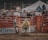 Photo of an excited fan cheering in the stands at Bullriding Nationals.