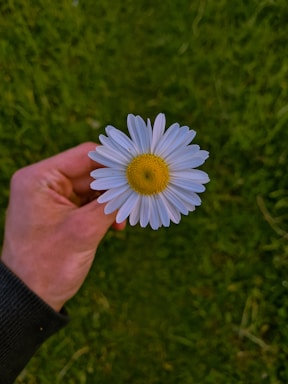 A close-up of a hand holding a single daisy flower, with its white petals and yellow center standing out against a blurred green grassy background.