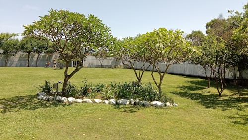 A well-maintained garden features two prominent trees with lush green foliage, surrounded by a small arrangement of white rocks and flowering plants. The grassy lawn extends into the background where a white picket fence lines the perimeter. In the distance, people are seated on benches under the shade of trees.
