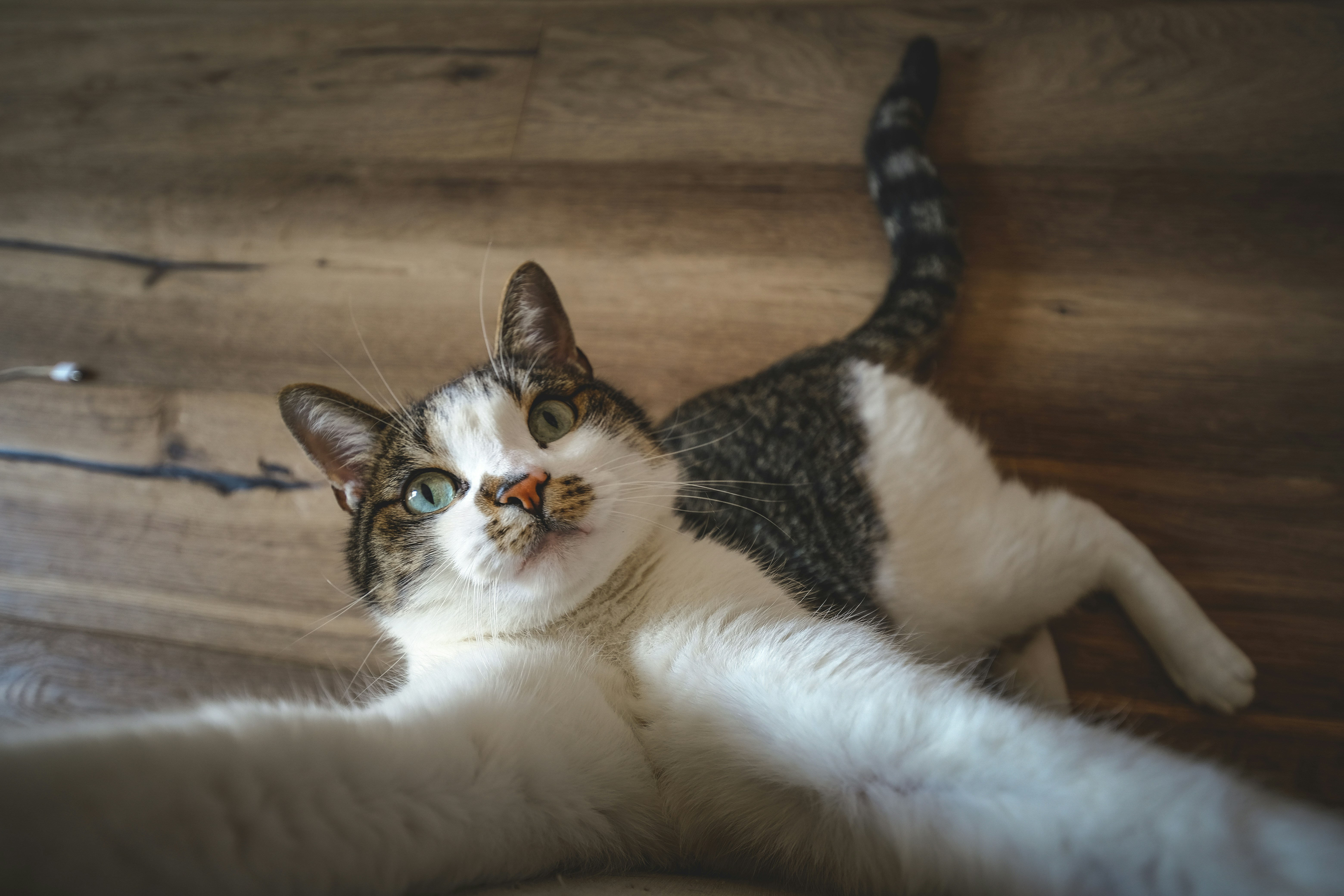 Pulover’s Macro Creator Automation and scripts