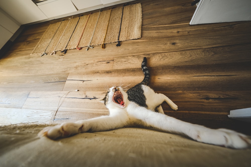 a cat laying on its back on a wooden floor