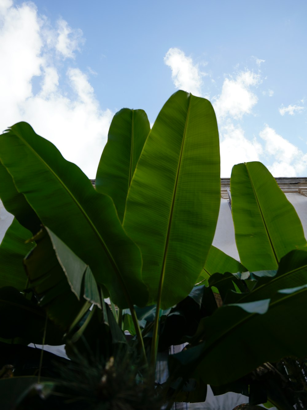 a large green leafy plant in front of a building