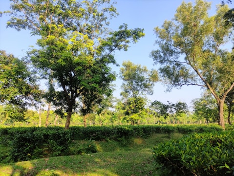 A lush premium plot surrounded by mature trees and clear blue sky.