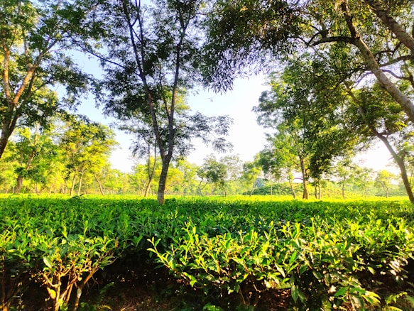 A lush, green tea plantation with rows of tea plants in the foreground. Tall trees with dense foliage provide shade, filtering sunlight and creating a dappled pattern on the ground. The scene conveys tranquility and natural beauty.