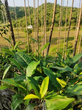 The foreground features vibrant green leaves of a tea plant, with long, slender tree trunks extending upward in the middleground. In the background, a lush hill is visible under a clear blue sky, with a small white structure partially obscured by the landscape.