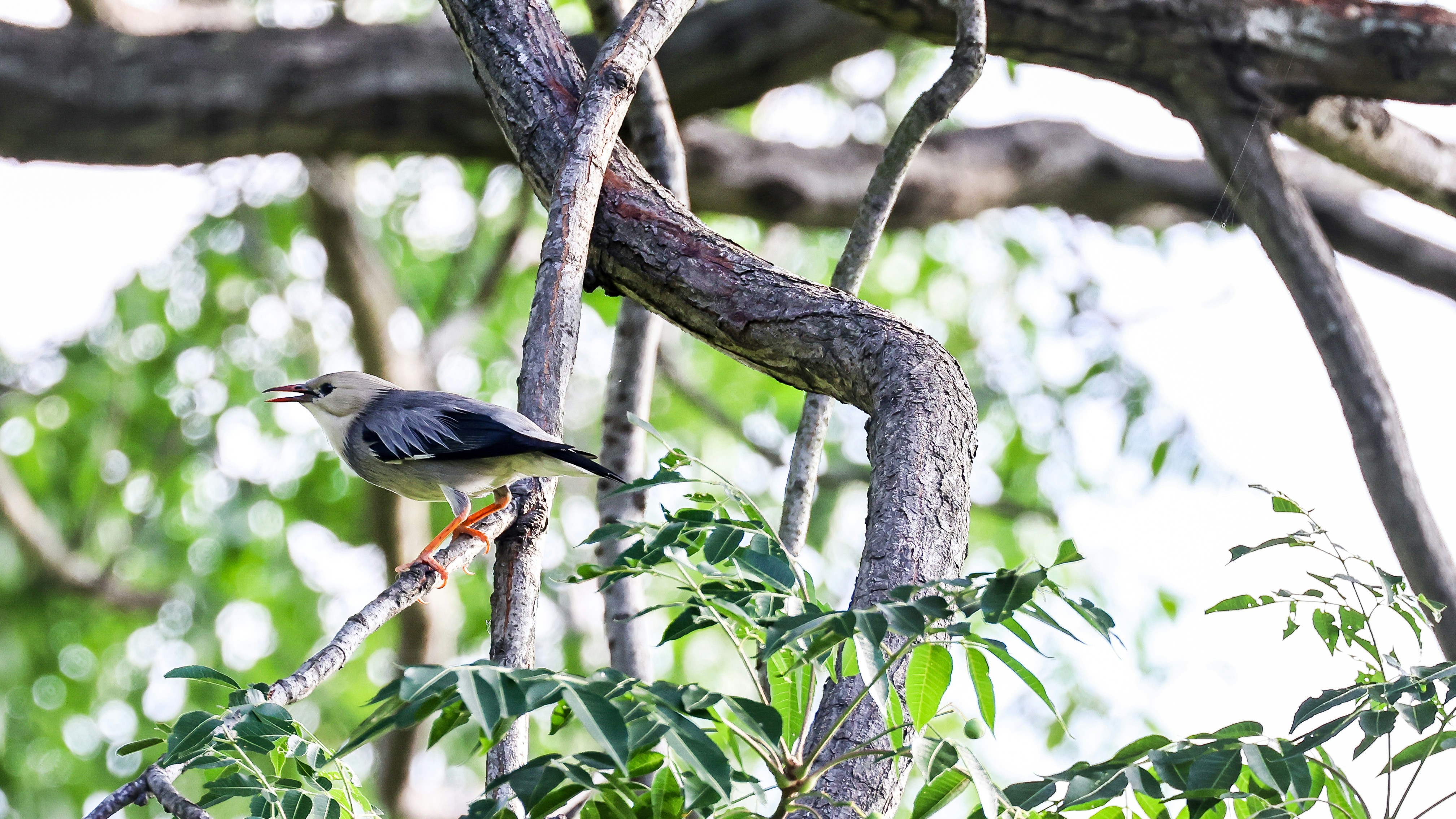 Photo by dickenslin76