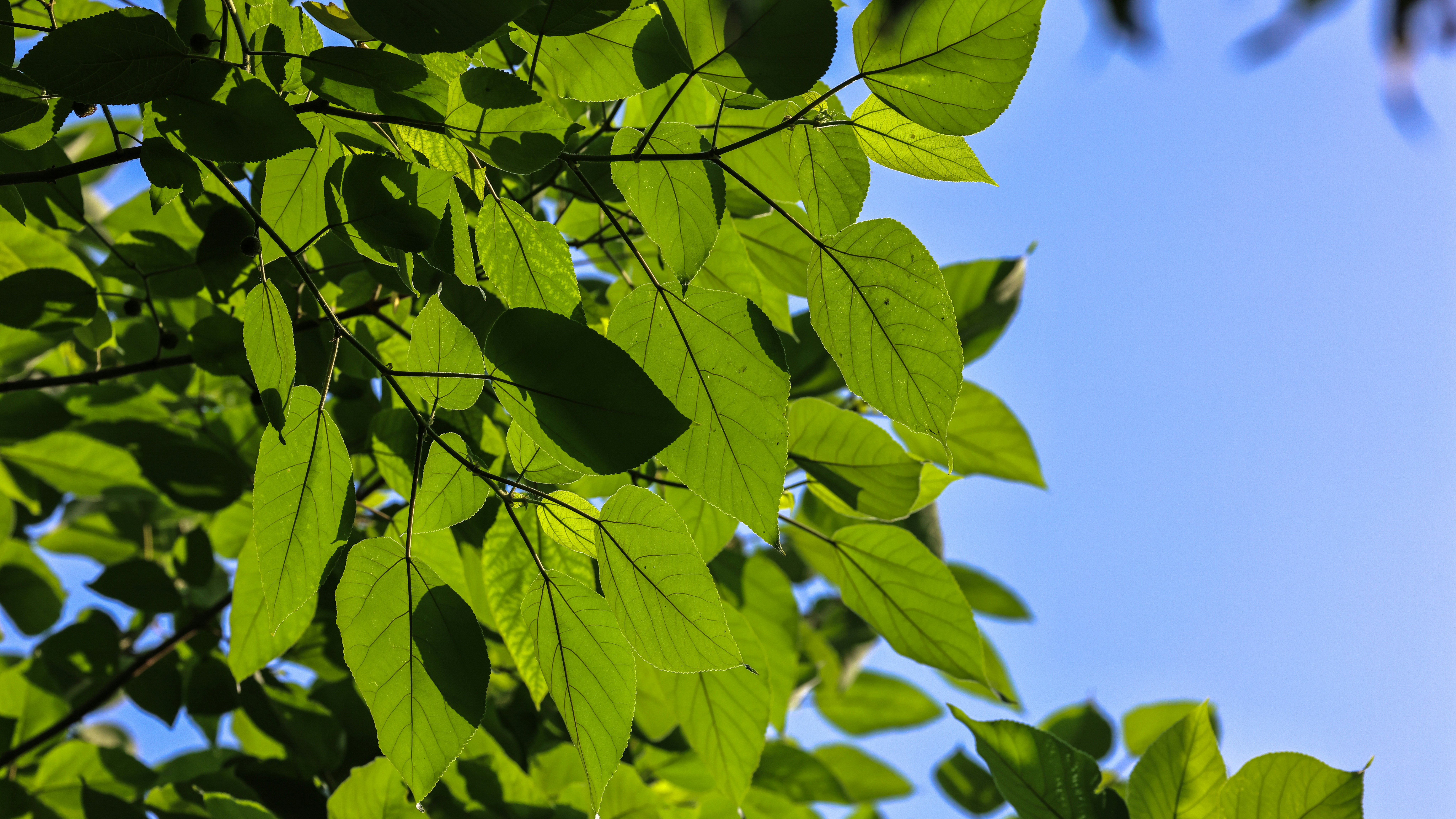 Photo by dickenslin76