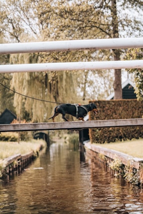 A small dog with a dark coat and tan markings is walking along a wooden footbridge over a calm canal. The area is surrounded by greenery, with lush trees and shrubs lining the banks. The water reflects the natural surroundings.