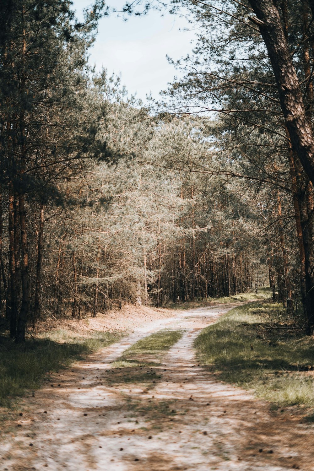 Un chemin de terre au milieu d’une forêt