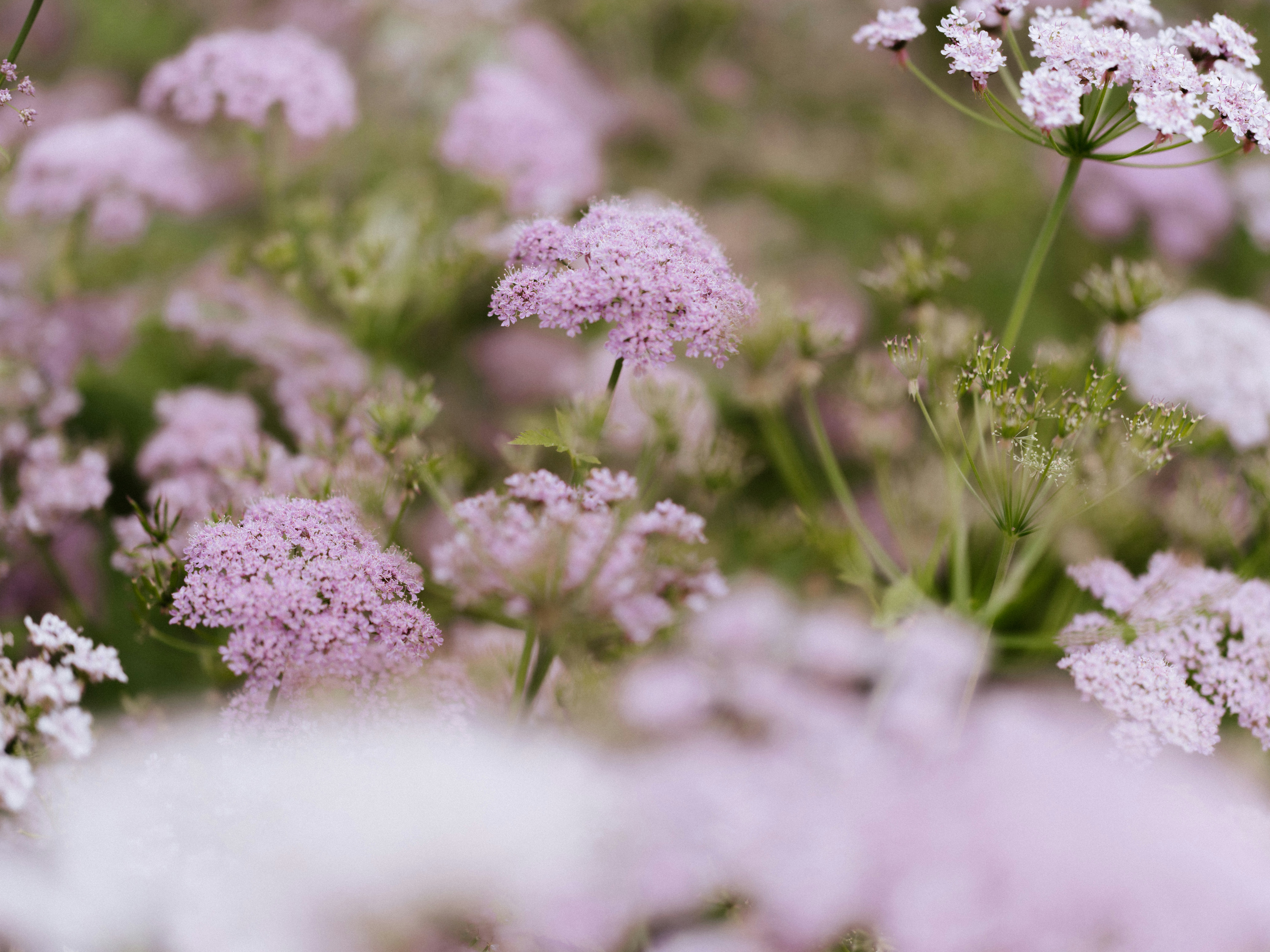 Photo by anniespratt