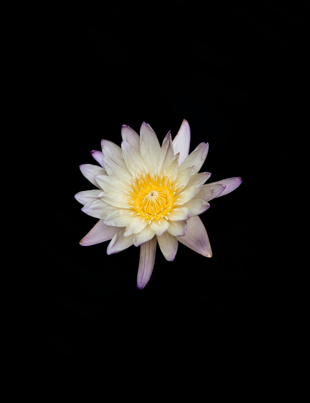 a white and yellow flower on a black background