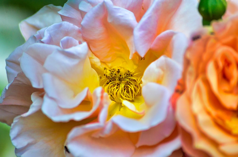 a close up of a pink and yellow flower