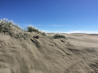 Sand dunes stretch across the landscape with long, wispy grasses growing on top. The sky above is clear and a deep blue, giving the scene a serene and open atmosphere.