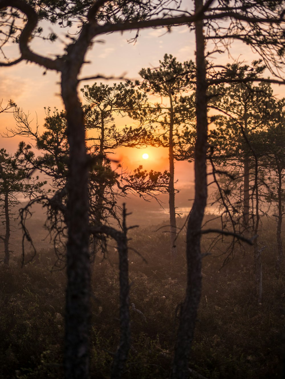 the sun is setting in the distance through the trees