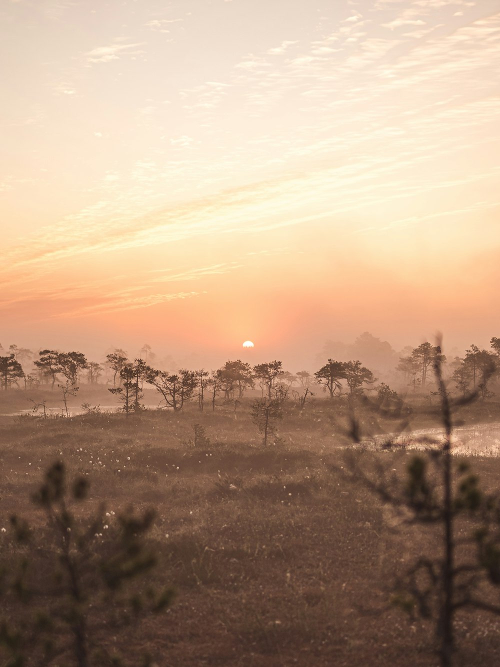 the sun is setting over a field with trees