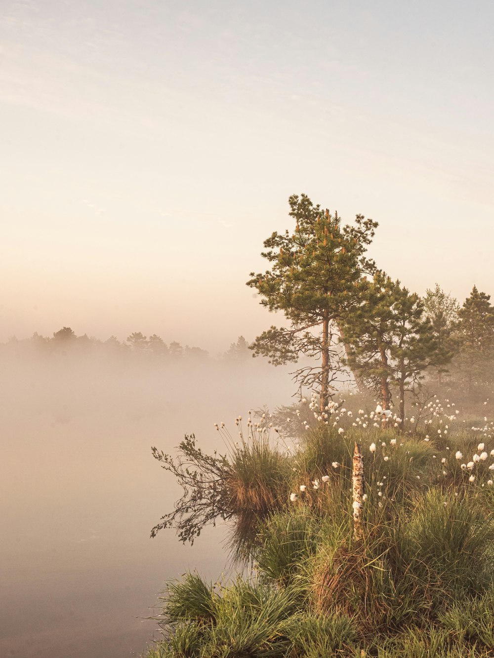 a foggy landscape with trees and flowers in the foreground