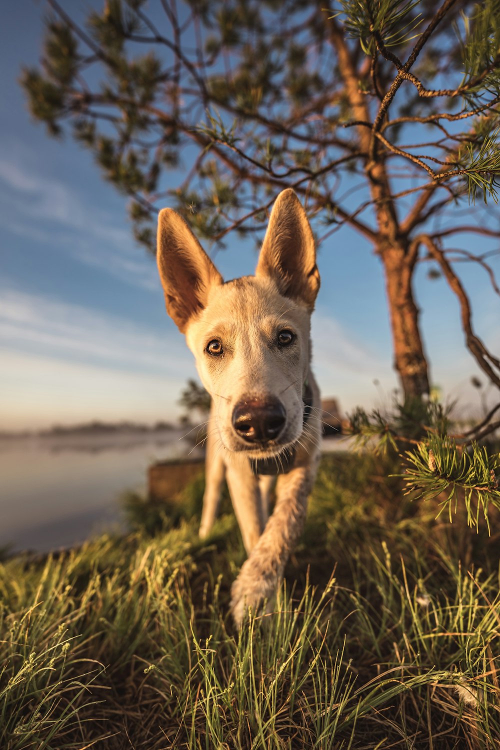 a dog that is standing in the grass