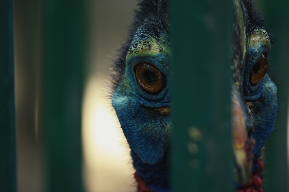 um close up de um pássaro atrás de uma cerca de metal