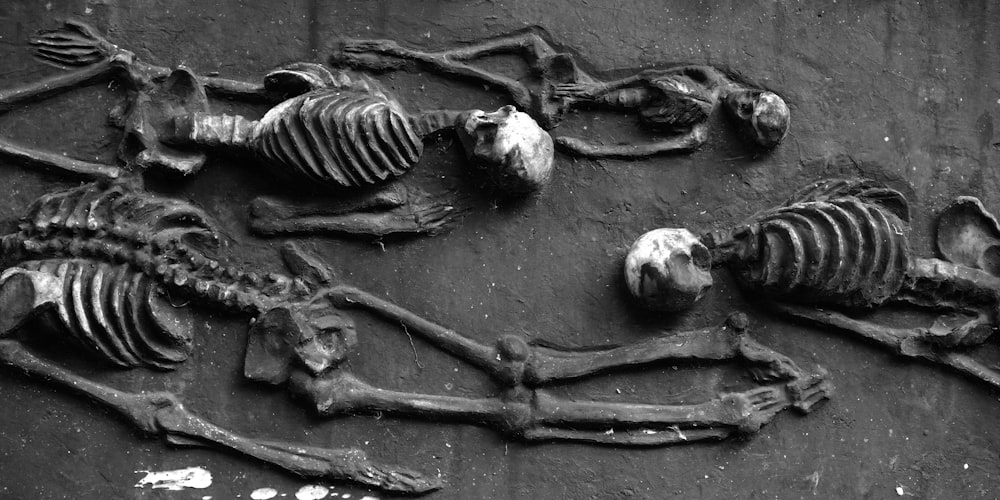 a black and white photo of skeletons on a wall