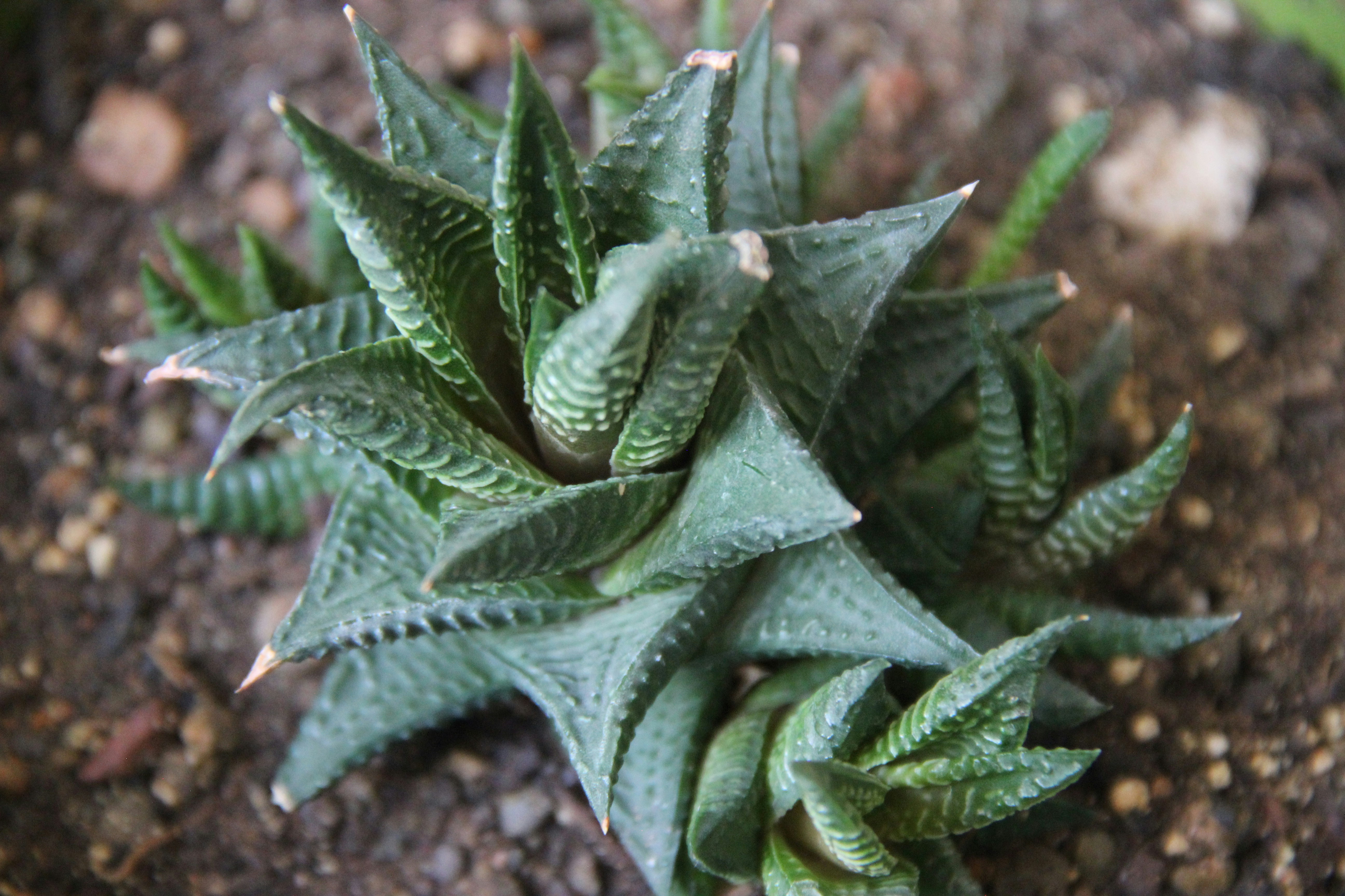 Haworthia - Foto 3