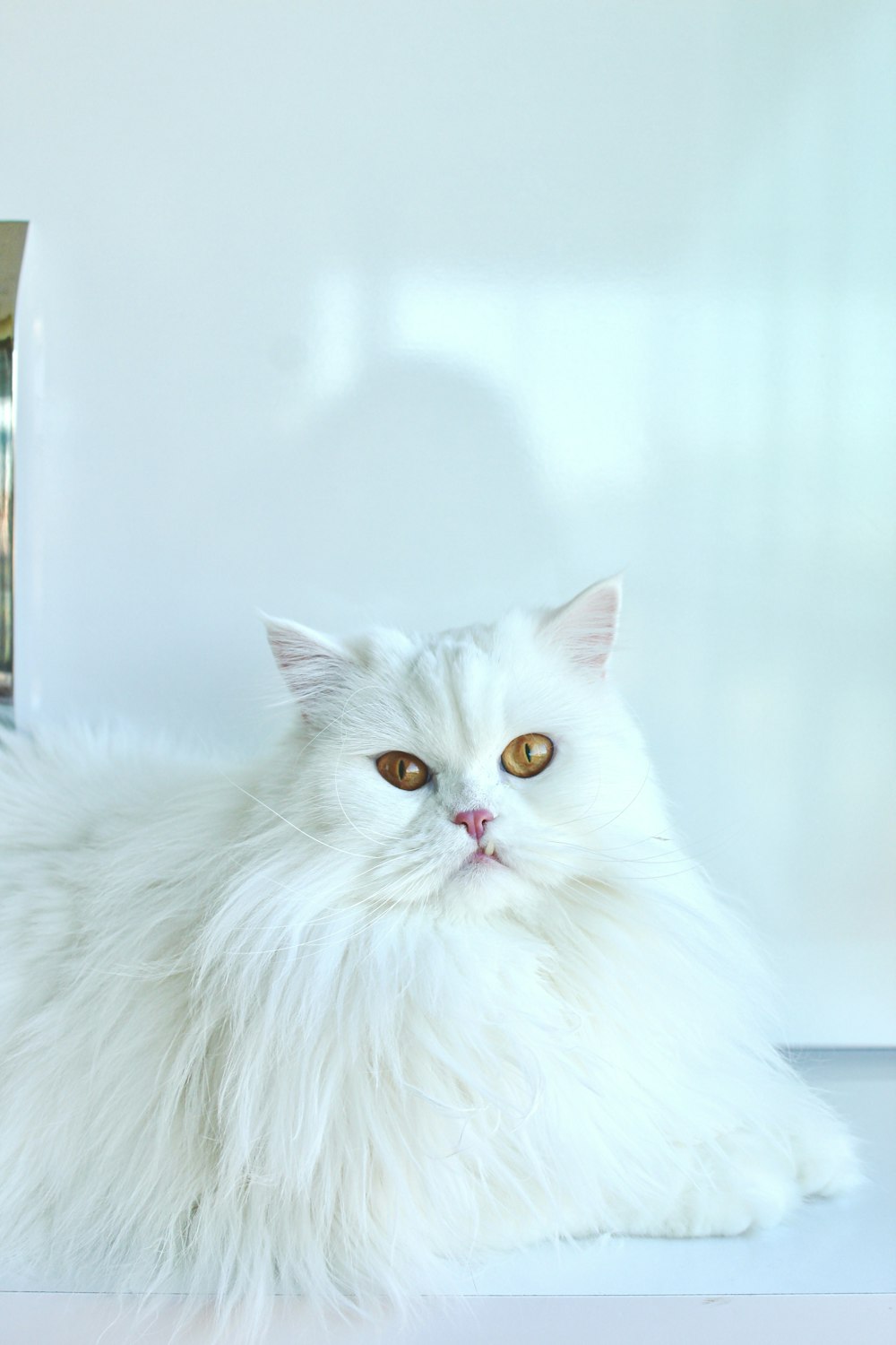 a white cat laying on top of a table