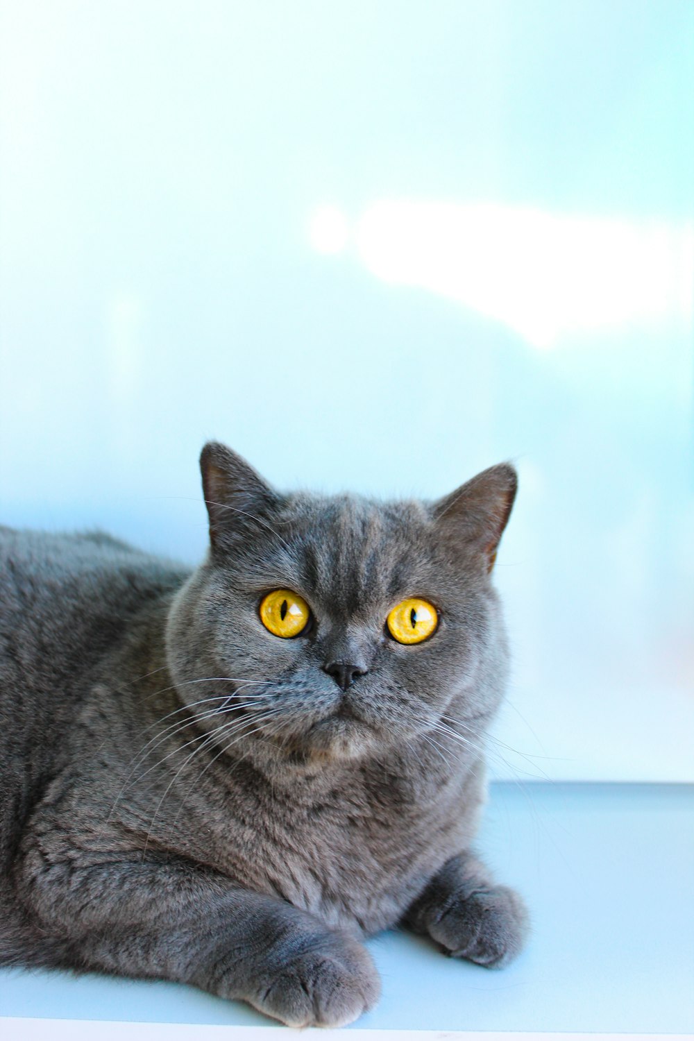 a gray cat with yellow eyes laying on a shelf