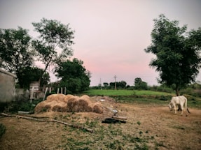 A rustic rural scene featuring heaps of straw surrounded by lush green trees and vegetation. A white cow grazes on the dry, earthy ground. The sky is a subtle mix of pink and gray, suggesting a tranquil time of day, possibly dawn or dusk. Electric poles and wires run through the background, hinting at a blend of nature and minimal infrastructure.