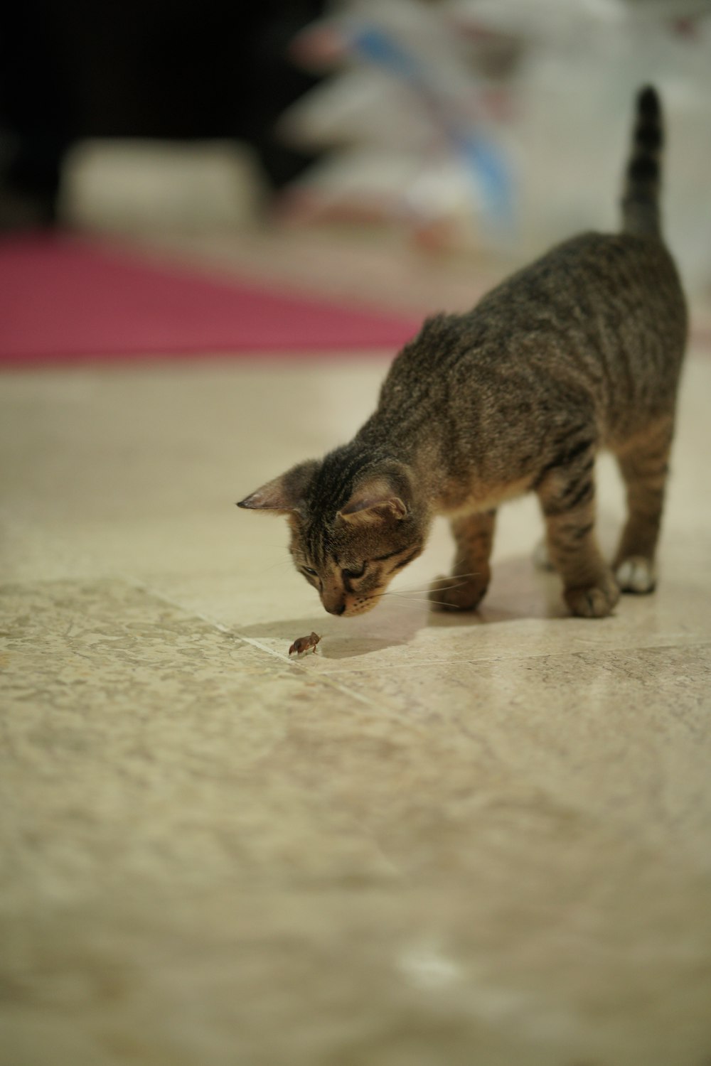 a small cat standing on top of a white floor