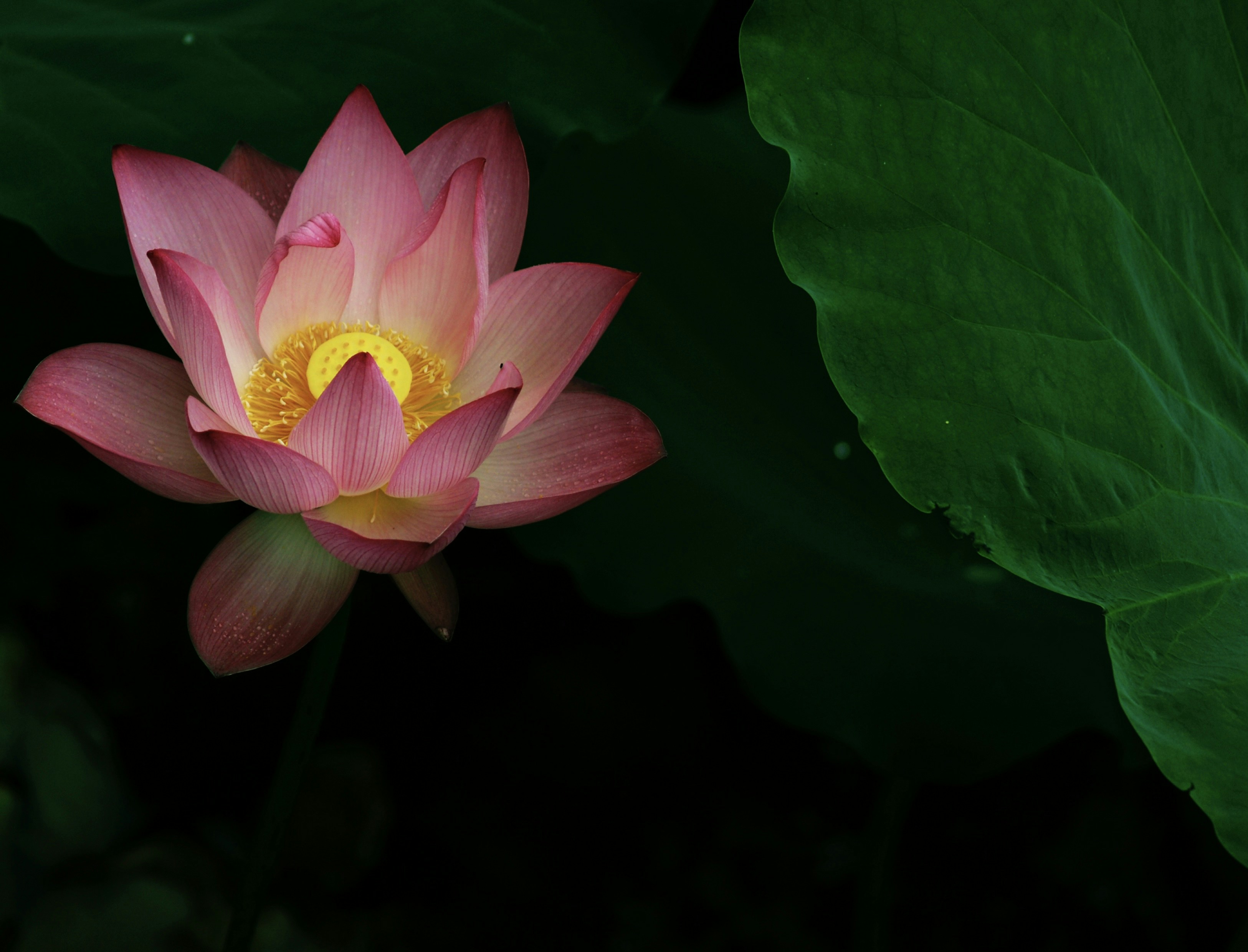 Photo by dickenslin76