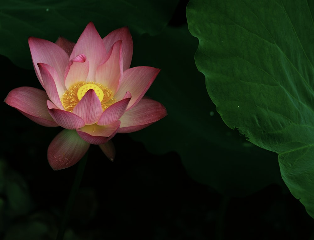 a pink flower with a yellow center surrounded by green leaves