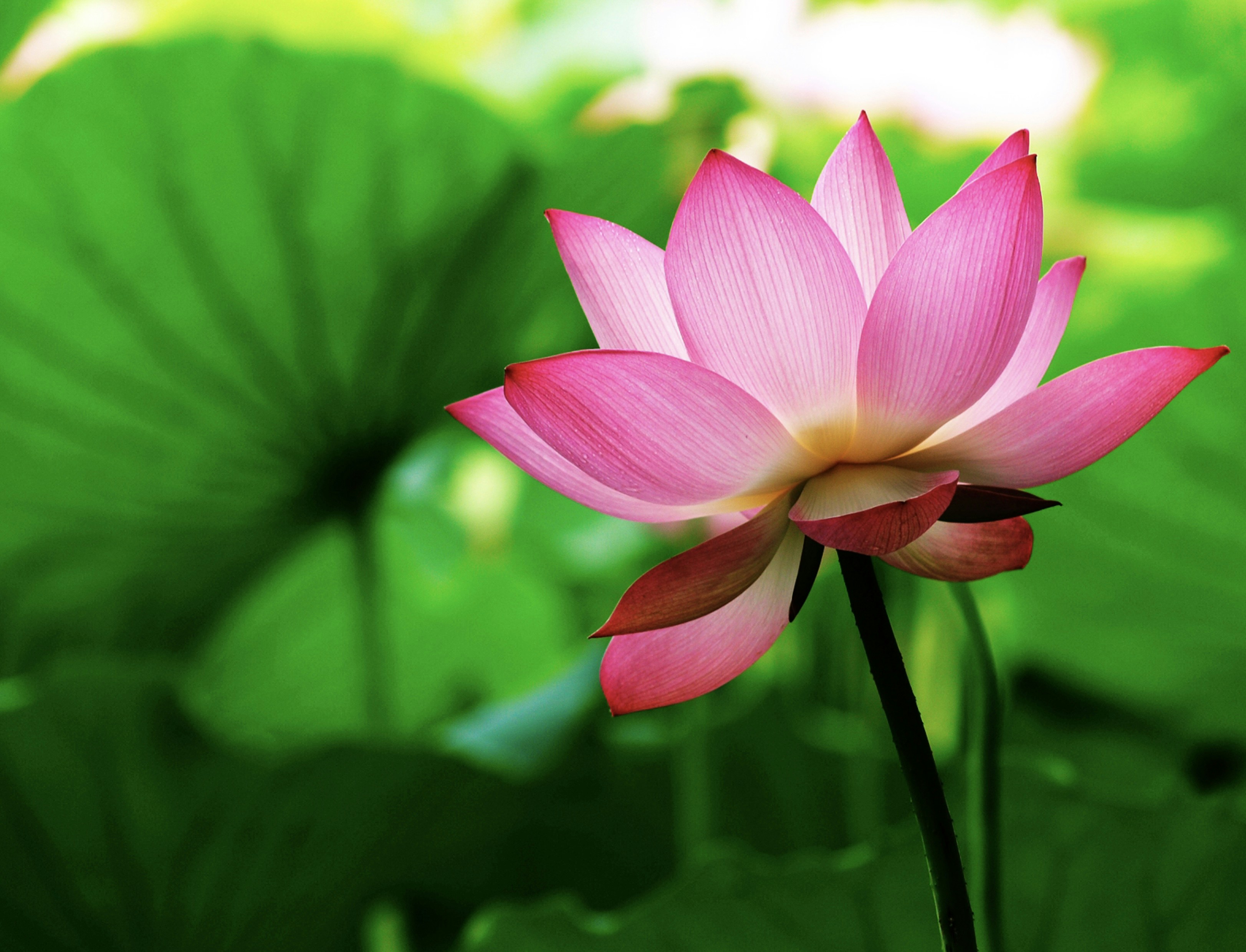 Photo by dickenslin76