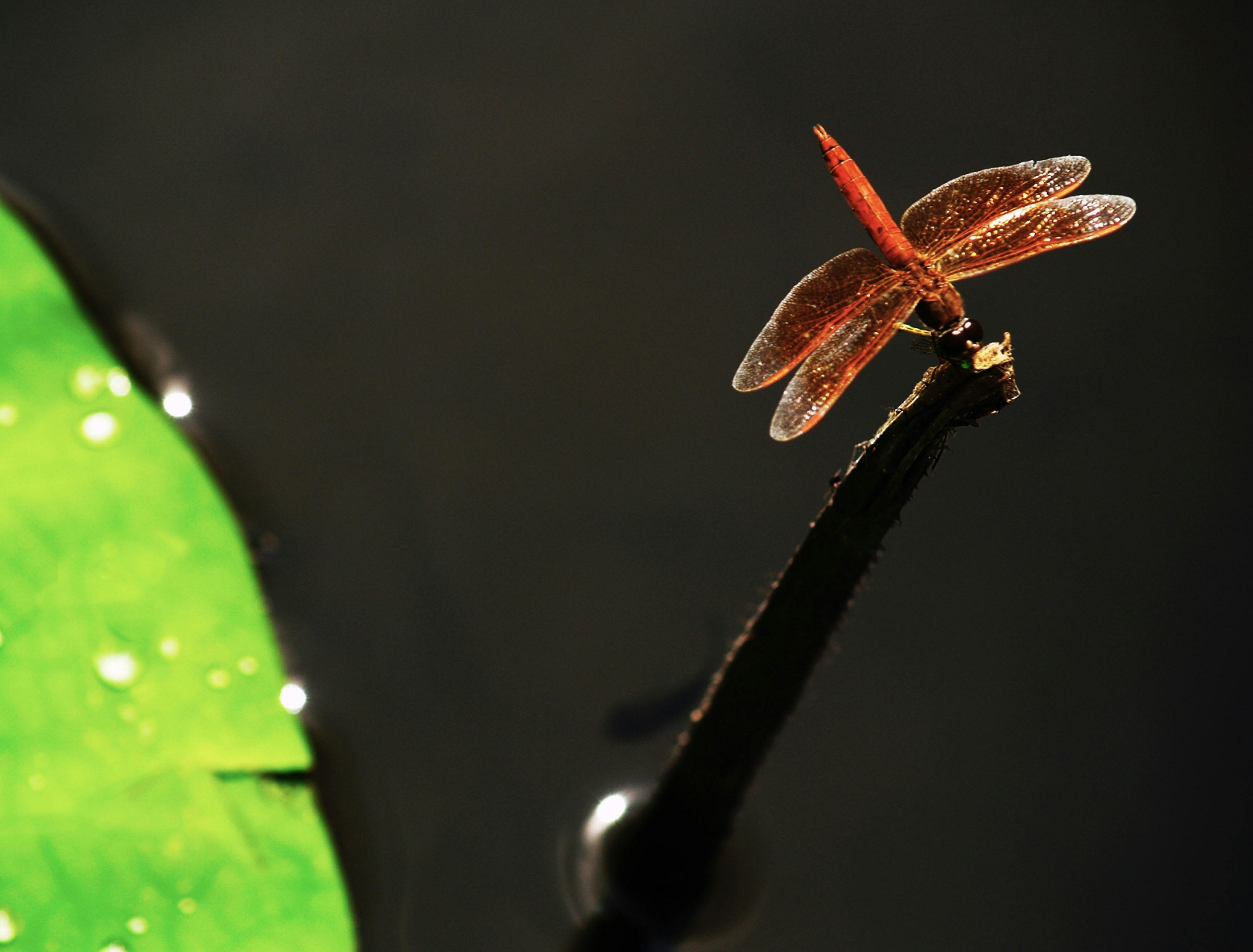 A red dragonfly sitting on top of a green leaf photo – Free Animal ...