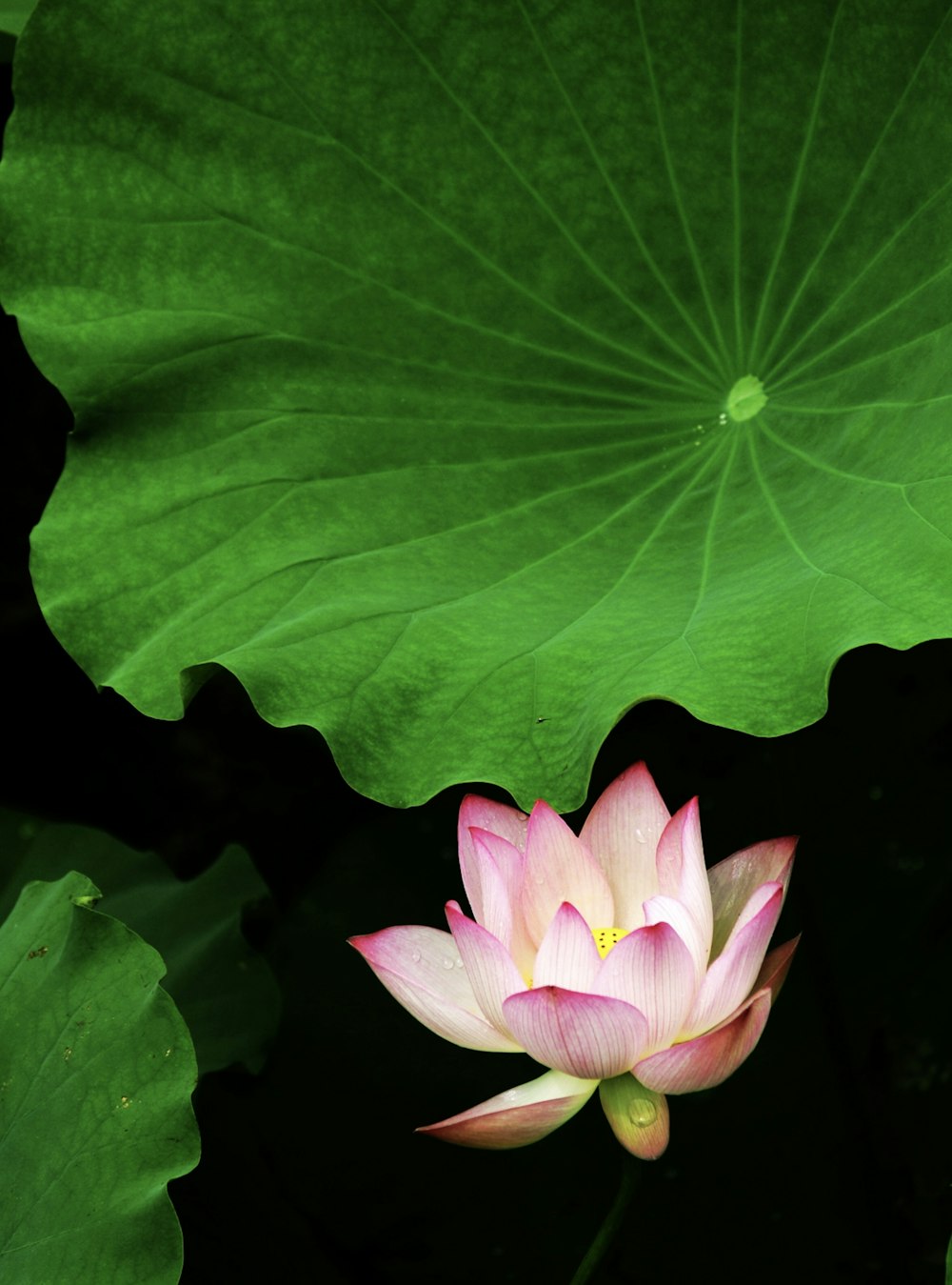 a pink lotus flower sitting on top of a green leaf